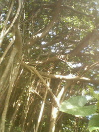 南部デート♪ 2007/06/27 23:43:28