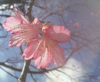 咲いて～♪ 2008/01/21 17:16:06