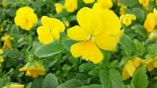 新都心公園に咲く花
