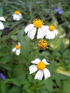 どこにでもある花