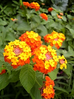 花