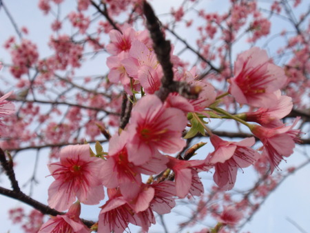 漫湖公園の桜