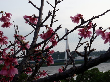 桜＆とよみ大橋