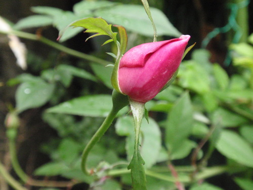 蕾