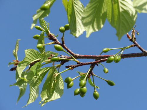 葉桜