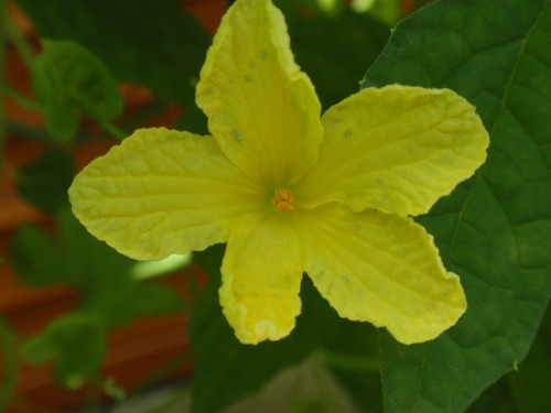 ゴーヤーの花