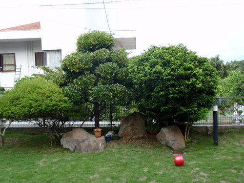庭