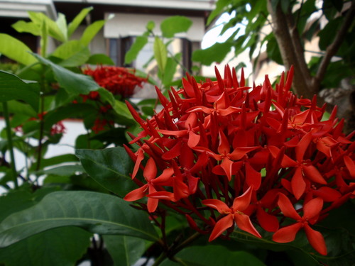 花