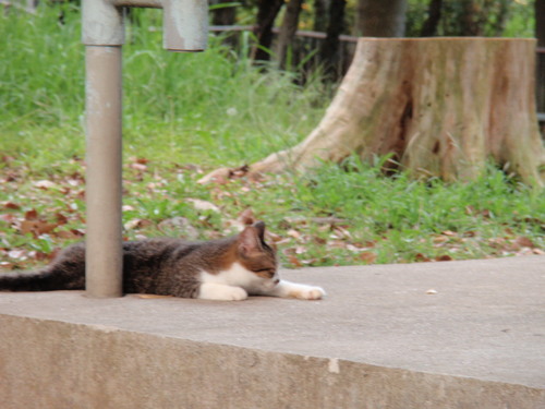 漫湖公園の猫