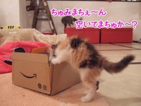 仔猫祭り