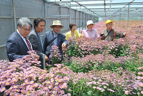 伊江島のキク栽培農家の窮状の打開を