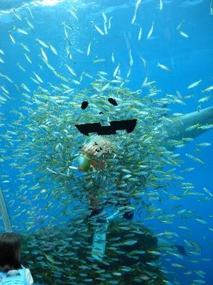 海のお化けカボチャ ౪ 健康長寿の島 沖縄