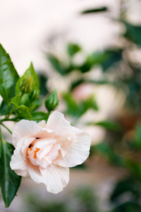 かばの蚊遣り