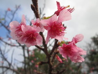 *桜・桜・桜*
