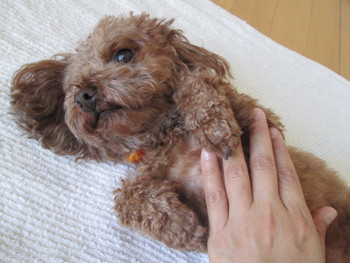 *癒し犬ここちゃん*