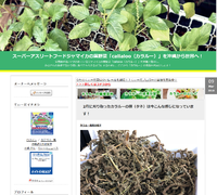 【スーパーアスリートフード】ジャマイカの葉野菜カラルーの植え付け体験が明日開催されます。 2018/03/09 17:03:40