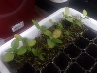 【スーパーアスリートフード】ジャマイカの葉野菜「callaloo（カラルー）」の水やり当番 2018/01/25 22:47:46