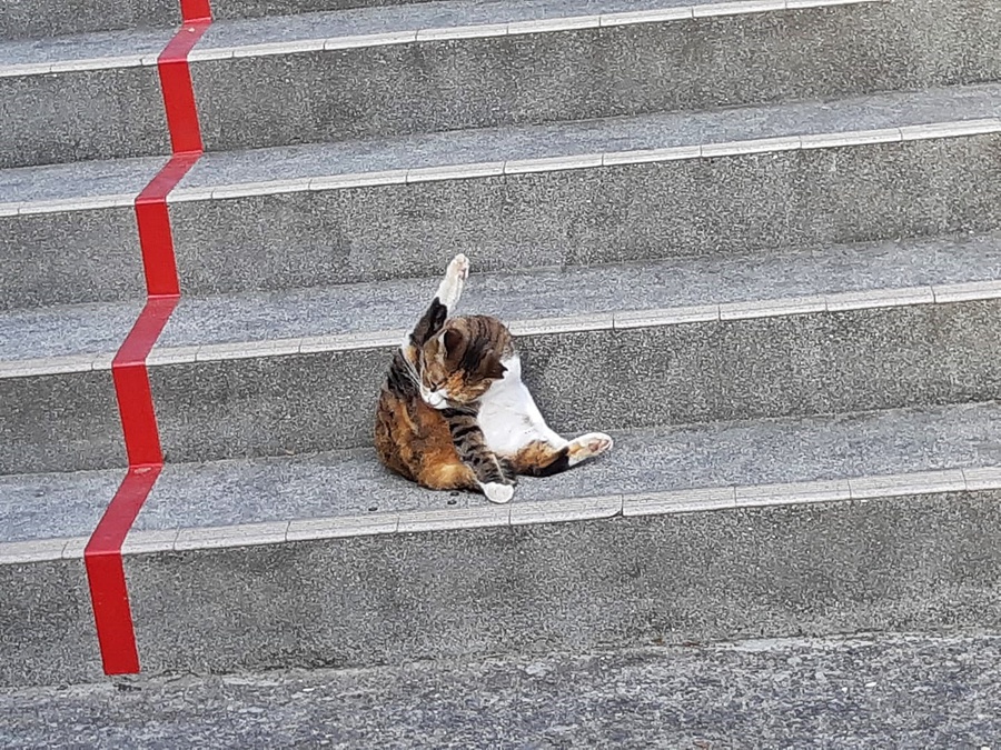 沖宮 参拝 招き猫