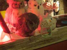 浅草で話題のフクロウカフェ、アウルの森で、ホンモノのふくろう達に遭遇！