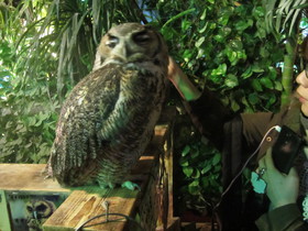 浅草で話題のフクロウカフェ、アウルの森で、ホンモノのふくろう達に遭遇！
