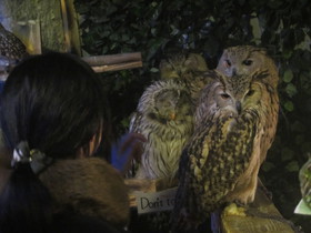 浅草で話題のフクロウカフェ、アウルの森で、ホンモノのふくろう達に遭遇！