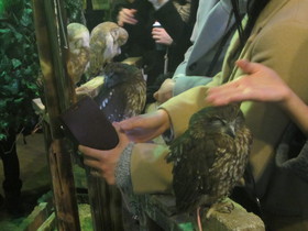 浅草で話題のフクロウカフェ、アウルの森で、ホンモノのふくろう達に遭遇！