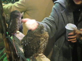 浅草で話題のフクロウカフェ、アウルの森で、ホンモノのふくろう達に遭遇！