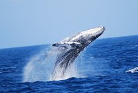 沖縄ホエールウォッチング、冬の沖縄でクジラと感動の対面！クジラのプロ業者が案内する沖縄ホエールウォッチングに参加するぞ！