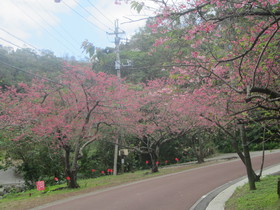 もとぶ八重岳桜まつり会場は桜が満開！日本一早い桜まつりで知られる本部町八重岳で、2018年初めての花見を満喫！