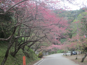 もとぶ八重岳桜まつり会場は桜が満開！日本一早い桜まつりで知られる本部町八重岳で、2018年初めての花見を満喫！
