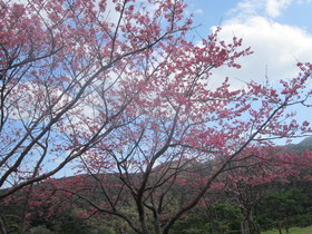 もとぶ八重岳桜まつり会場は桜が満開！日本一早い桜まつりで知られる本部町八重岳で、2018年初めての花見を満喫！