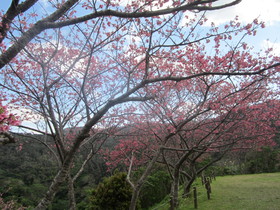 もとぶ八重岳桜まつり会場は桜が満開！日本一早い桜まつりで知られる本部町八重岳で、2018年初めての花見を満喫！