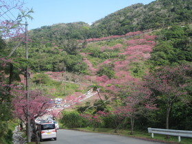 もとぶ八重岳桜まつり会場は桜が満開！日本一早い桜まつりで知られる本部町八重岳で、2018年初めての花見を満喫！