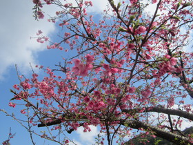 もとぶ八重岳桜まつり会場は桜が満開！日本一早い桜まつりで知られる本部町八重岳で、2018年初めての花見を満喫！