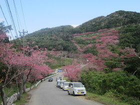 もとぶ八重岳桜まつり会場は桜が満開！日本一早い桜まつりで知られる本部町八重岳で、2018年初めての花見を満喫！