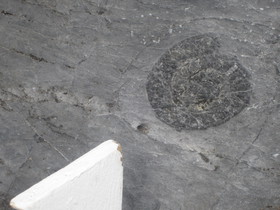 今帰仁城跡、城壁石材の石灰岩中から見つかったアンモナイト