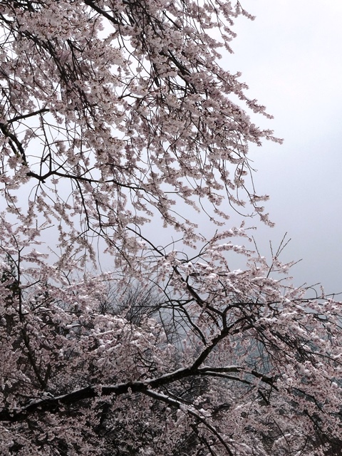 雪と桜