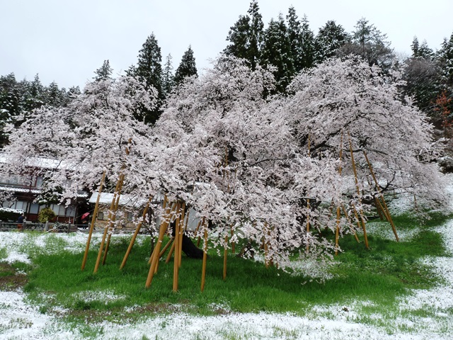 雪と桜
