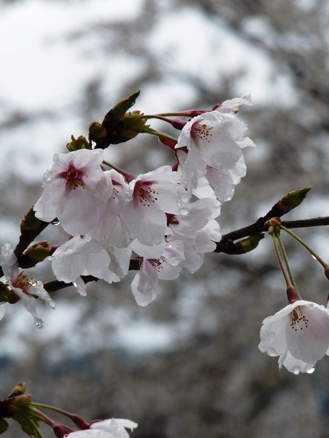雪と桜