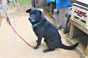 迷い犬を保護しました。１月１１日）