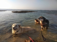 犬の海水浴