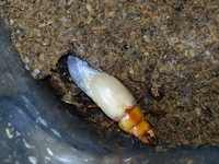 ♂も羽化してた！！！！！