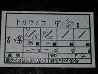 早期羽化しちゃいました！