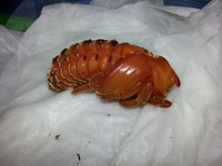 ティティウス・・・・これ角？