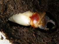 ♀だと思っていたら