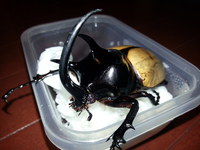 ポチっちゃいました　・・・・　でも　カッコイイ