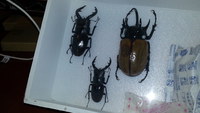 ゴホンツノを標本にしてみた
