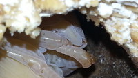 過去最大個体の♀かも・・