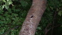 那覇市でも　初確認！！