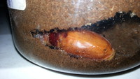 完品羽化”　確認！